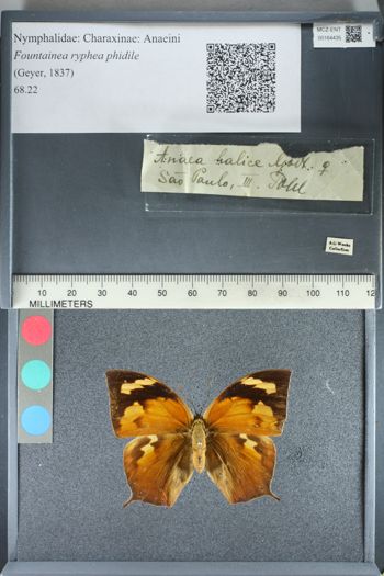 Media type: image;   Entomology 164435